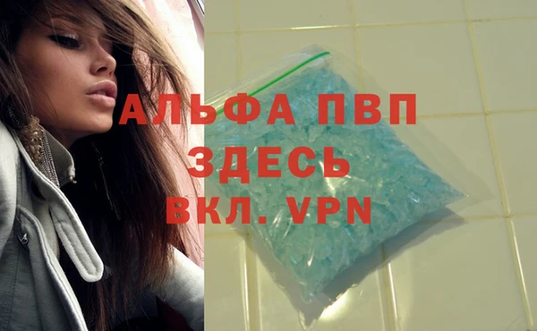 индика Белокуриха