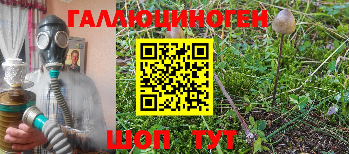 Галлюциногенные грибы Psilocybine cubensis Армавир